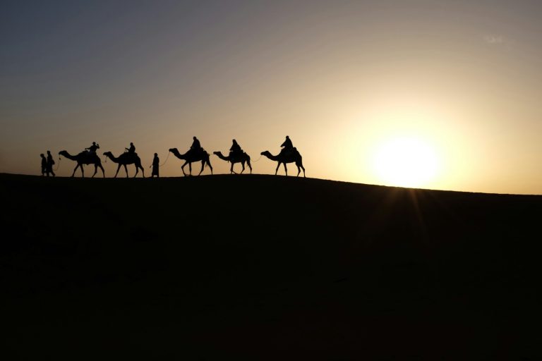 Silhouette of people riding on camels